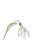 Schneeglöckchen